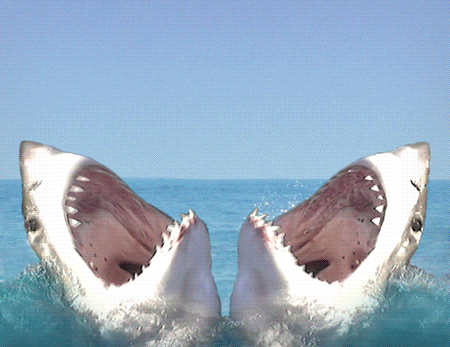 HotNewBreak GIFs Shark Week Edition #7