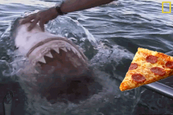 HotNewBreak GIFs Shark Week Edition #13