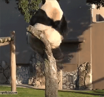 HotNewBreak GIFs of the Week 8-21-2019 #4
