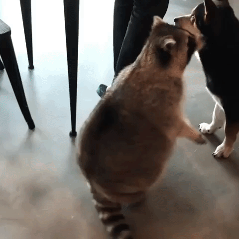 HotNewBreak GIFs of the Week 8-28-2019 #7