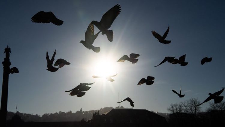 ‘Flock’ Your Gender Labels: This Bird is Both Male and Female
