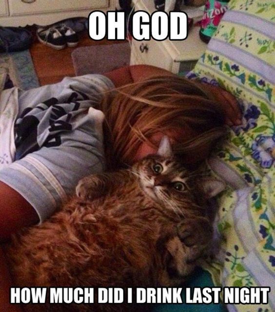 HotNewBreak Monday Memes St Patricks Day Hangover Edition #8