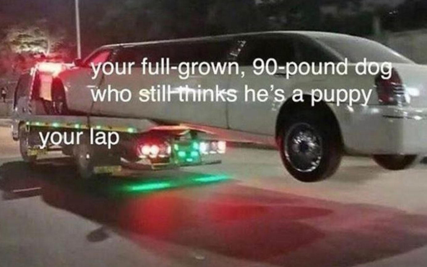 Memes of the Week 11-09-2020 #11