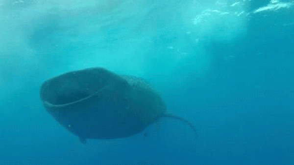 ocean day #12