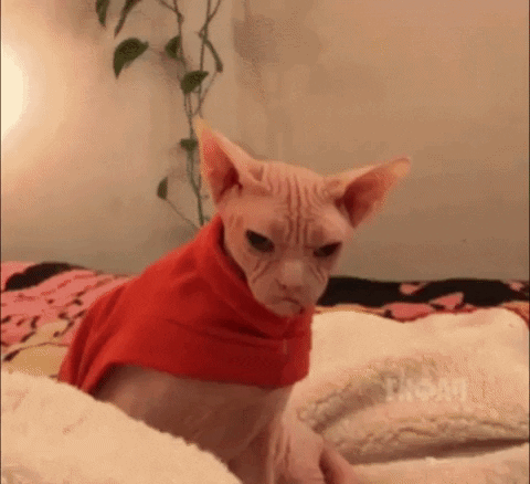 Local Cats Mysteriously Shaved