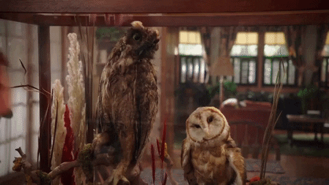 A Normal Amount of Taxidermy