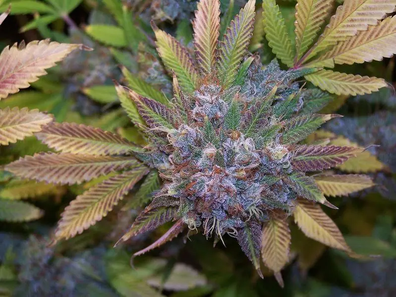 "Bruce Banner #3"