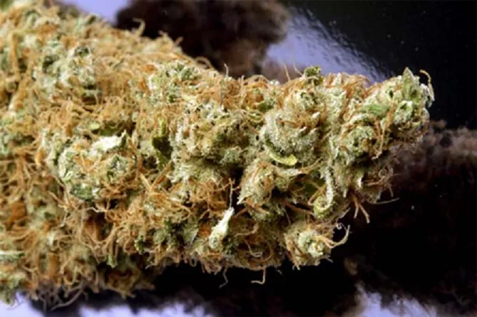 "CannaSutra"