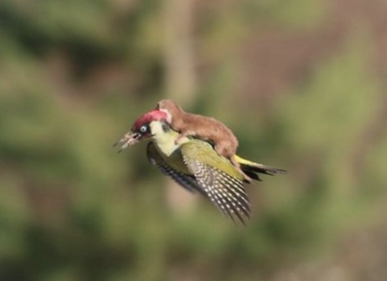 Meanwhile in England: Weasel Riding Woodpecker’s Back Feels a Bit American, Only a Matter of Time Before Marvel Gets Involved