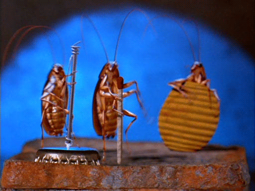 The dead cockroach pile in your kitchen has gone over the one-foot marker.