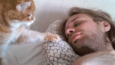 Cat Alarm